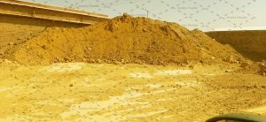 مرکز فروش زرد گل ماشی